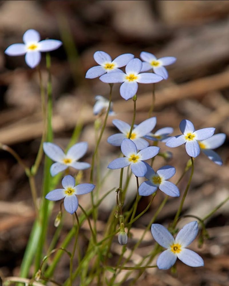 How To Tell If Bluets Have Already Moved Into Your Yard