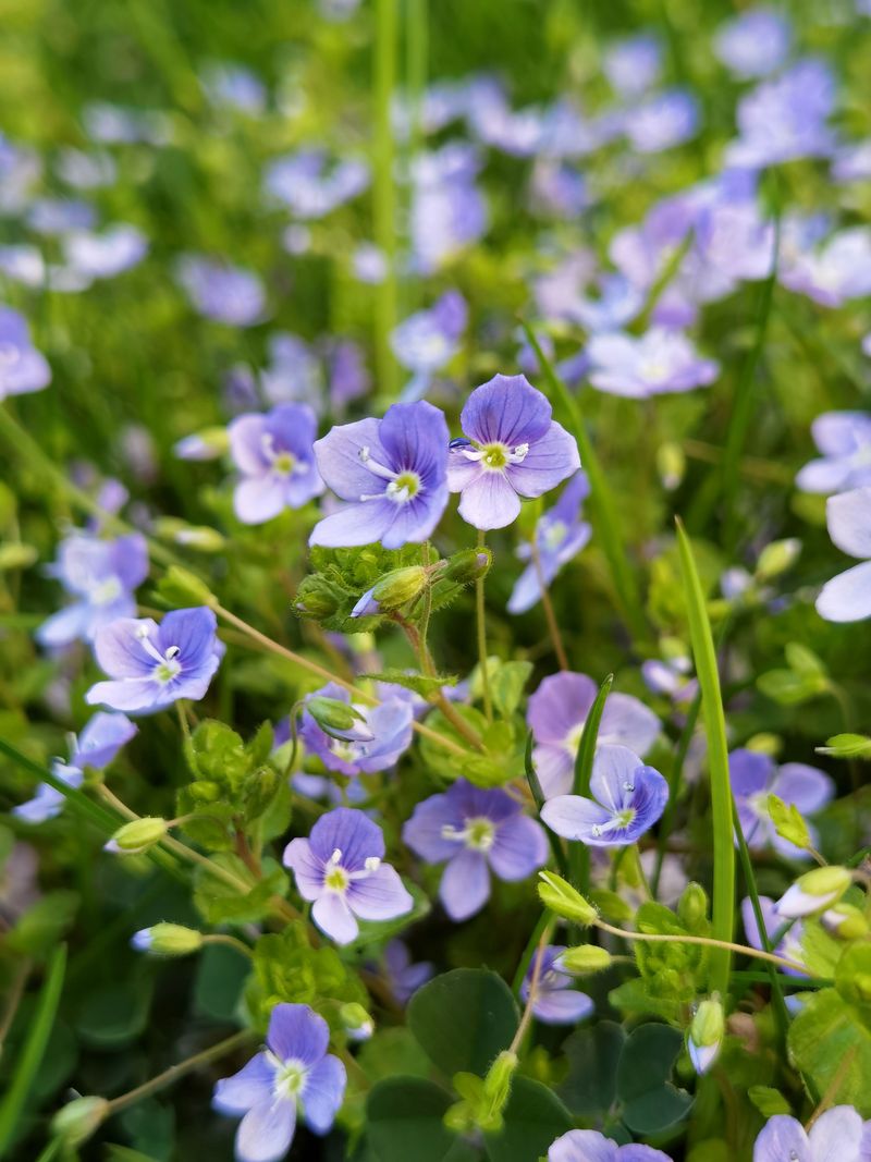 How To Tell If It's Already Growing In Your Lawn How To Tell If It's Already Growing In Your Lawn