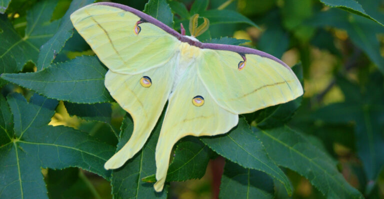 How To Tell If Luna Moths Are Using Your Ohio Yard As A Breeding Site