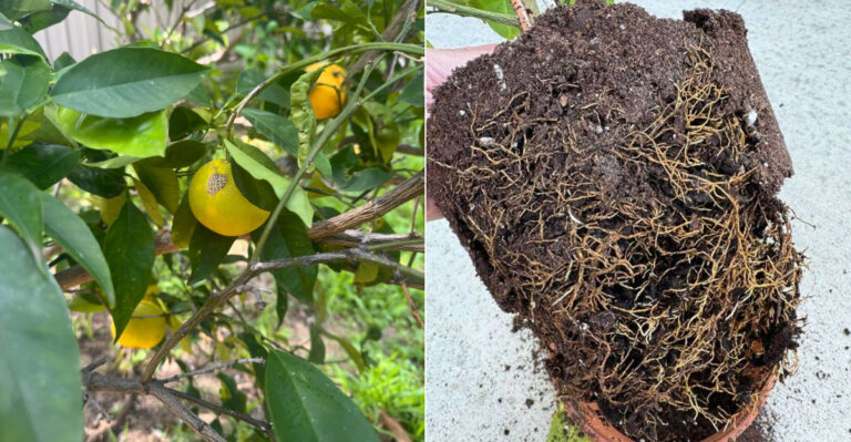 How To Tell If Your California Citrus Tree Has Root Rot Before It’s Too Late