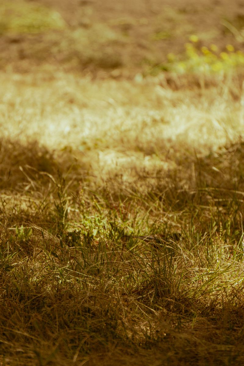 How To Tell If Your Lawn Is Sleeping Or Spent
