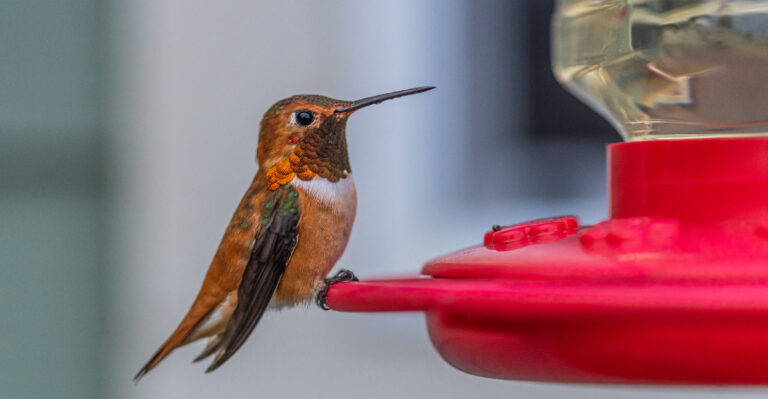 How To Tell When A Hummingbird Has Claimed Your Oregon Garden For The Season