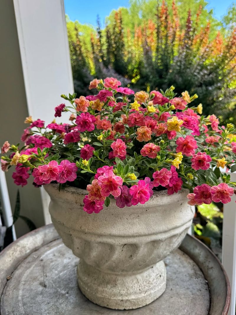 How To Tell When Calibrachoa Is Actually Thirsty How To Tell When Calibrachoa Is Actually Thirsty