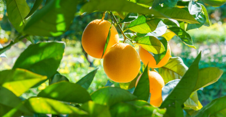 citrus tree (featured image)