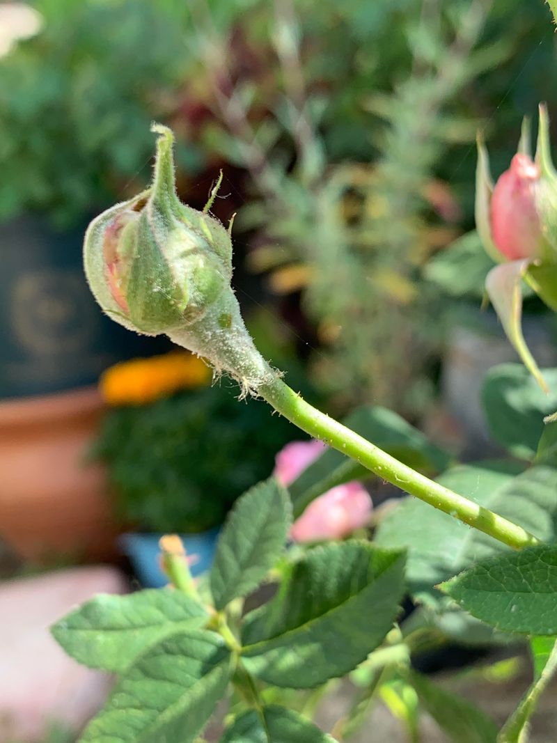 How To Treat Powdery Mildew The Right Way