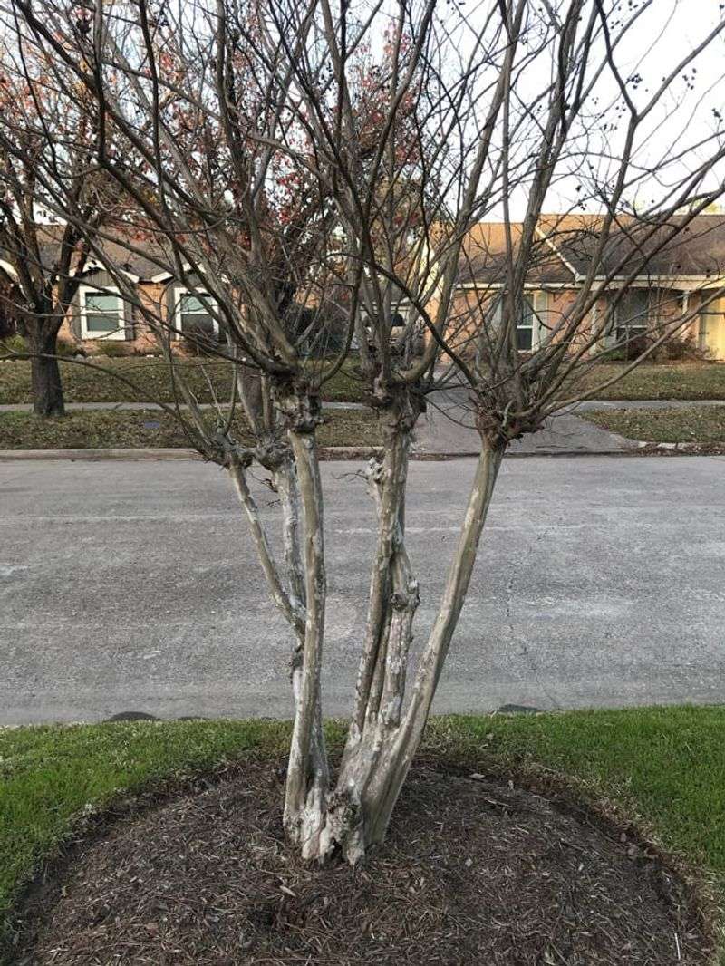 How To Trim It The Right Way