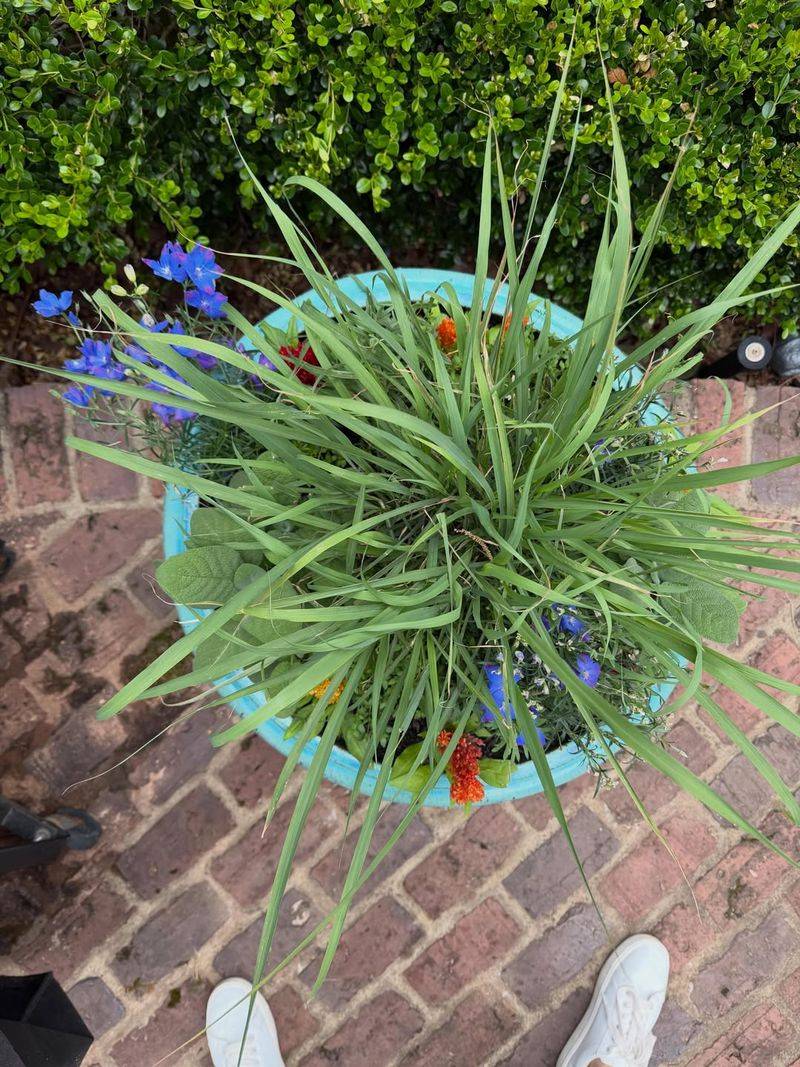 How To Use Lemongrass Around A Patio How To Use Lemongrass Around A Patio