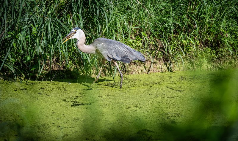 How To Watch A Great Blue Heron Without Disturbing It