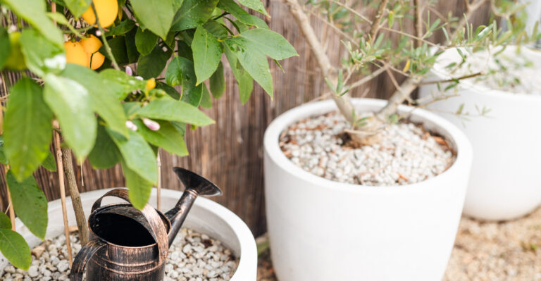 How To Water California Citrus In June For The Biggest Healthiest Harvest This Summer