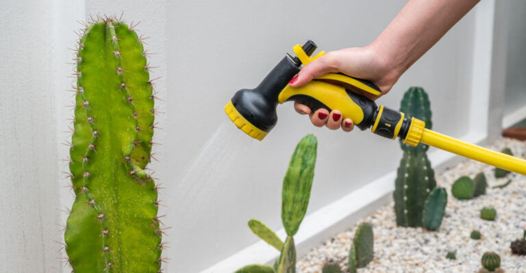 How To Water Established Cactus In Arizona Summer Heat