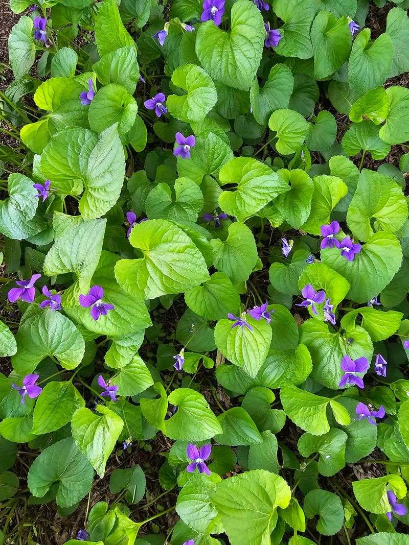 How Wild Violet Spreads And What That Means For Your Yard