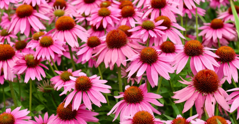 How Wisconsin Gardeners Get Fuller Coneflower Blooms Every Year Without Dividing