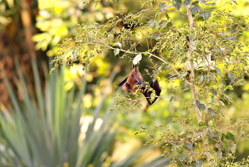 How to Encourage or Discourage Bats From Visiting Your Indiana Yard