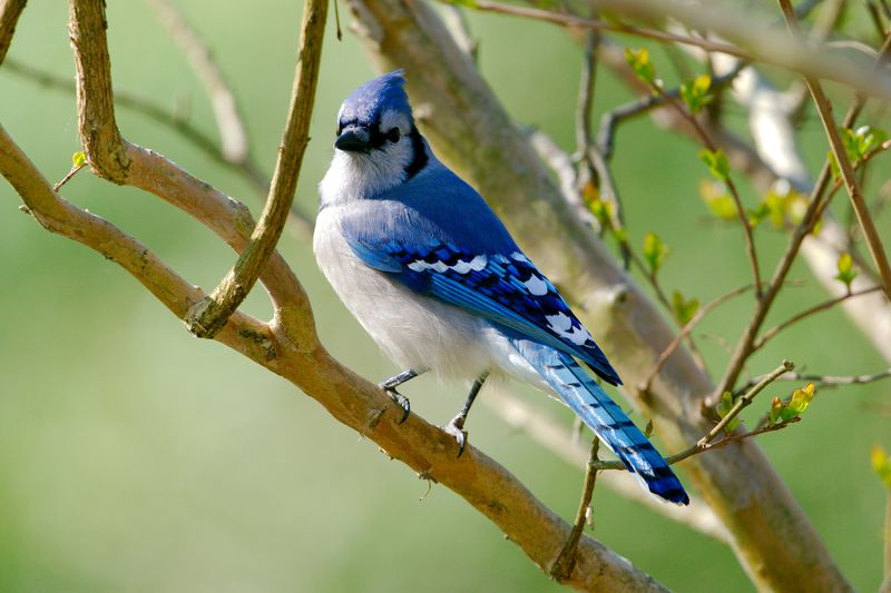 How to Identify A Blue Jay At A Glance How to Identify A Blue Jay At A Glance
