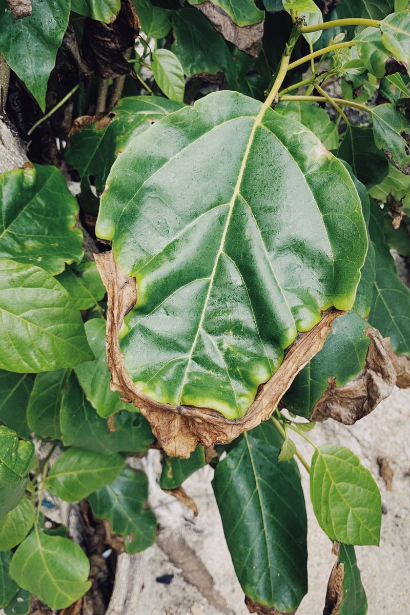How to Tell Heat Scorch Apart From Fungal and Bacterial Leaf Disease