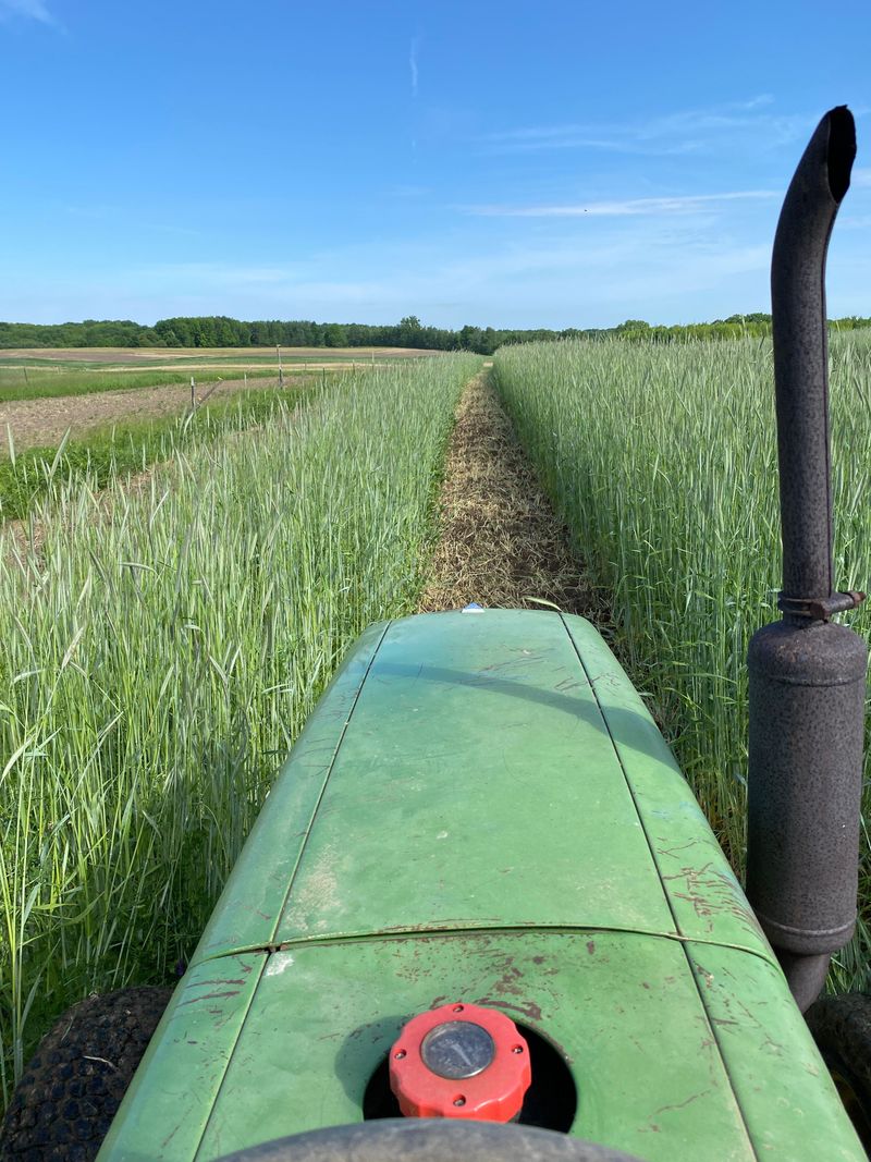 How to Terminate Cover Crops in Spring Without Disrupting Your Garden Beds