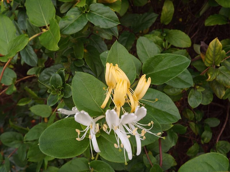 However, Japanese Honeysuckle Is Better Removed