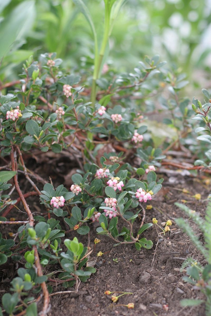 However Kinnikinnick Makes A Better Groundcover