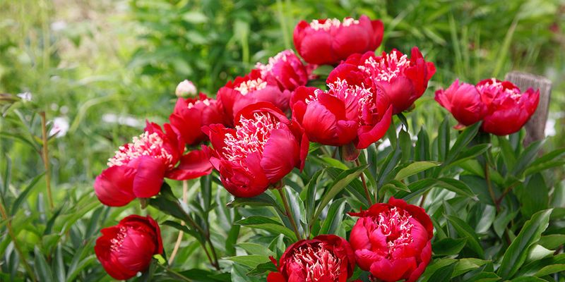 However, Peonies Should Wait Until Fall
