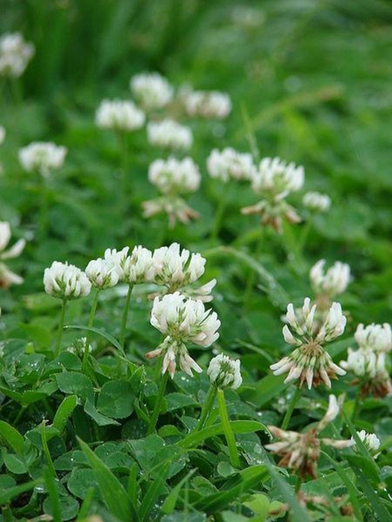 However, White Clover Feeds Pollinators And Soil
