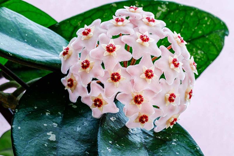 Hoya Does Not Mind A Crowded Pot