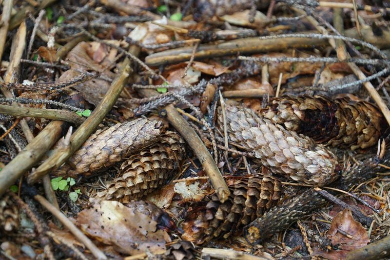 Hugelkultur-Style Raised Bed Filler Using Pine Cones As A Smart Base