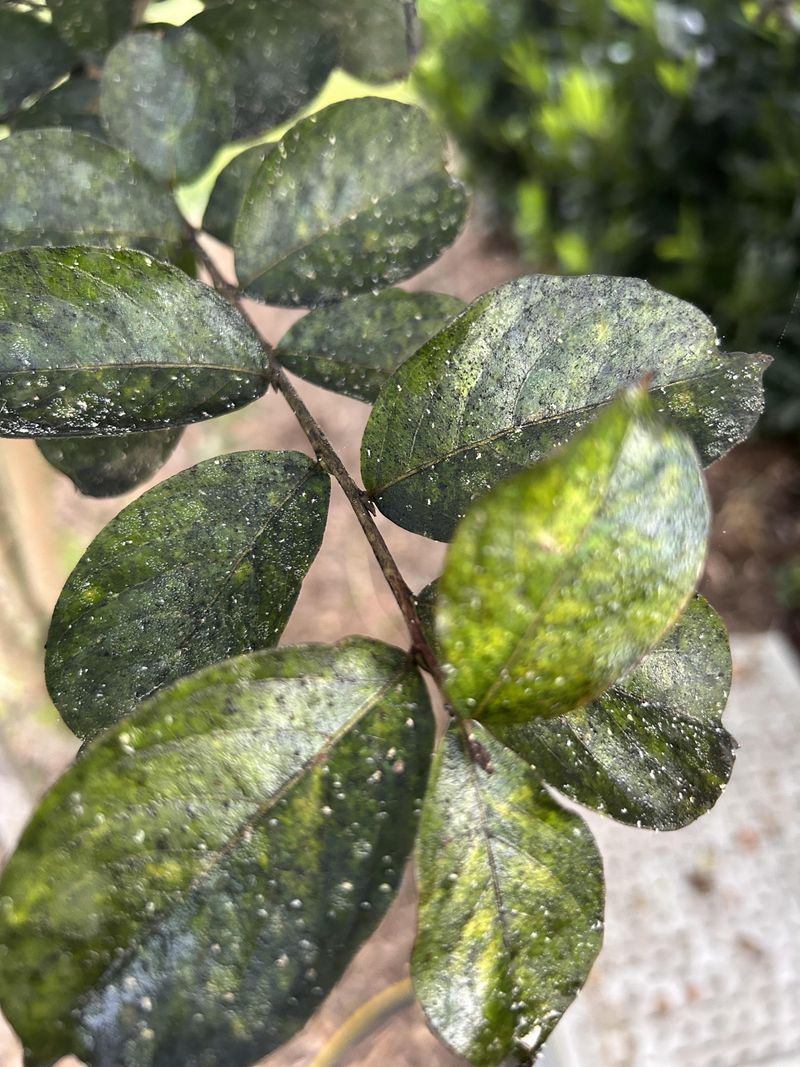 Humid June Weather Accelerates Fungal Growth