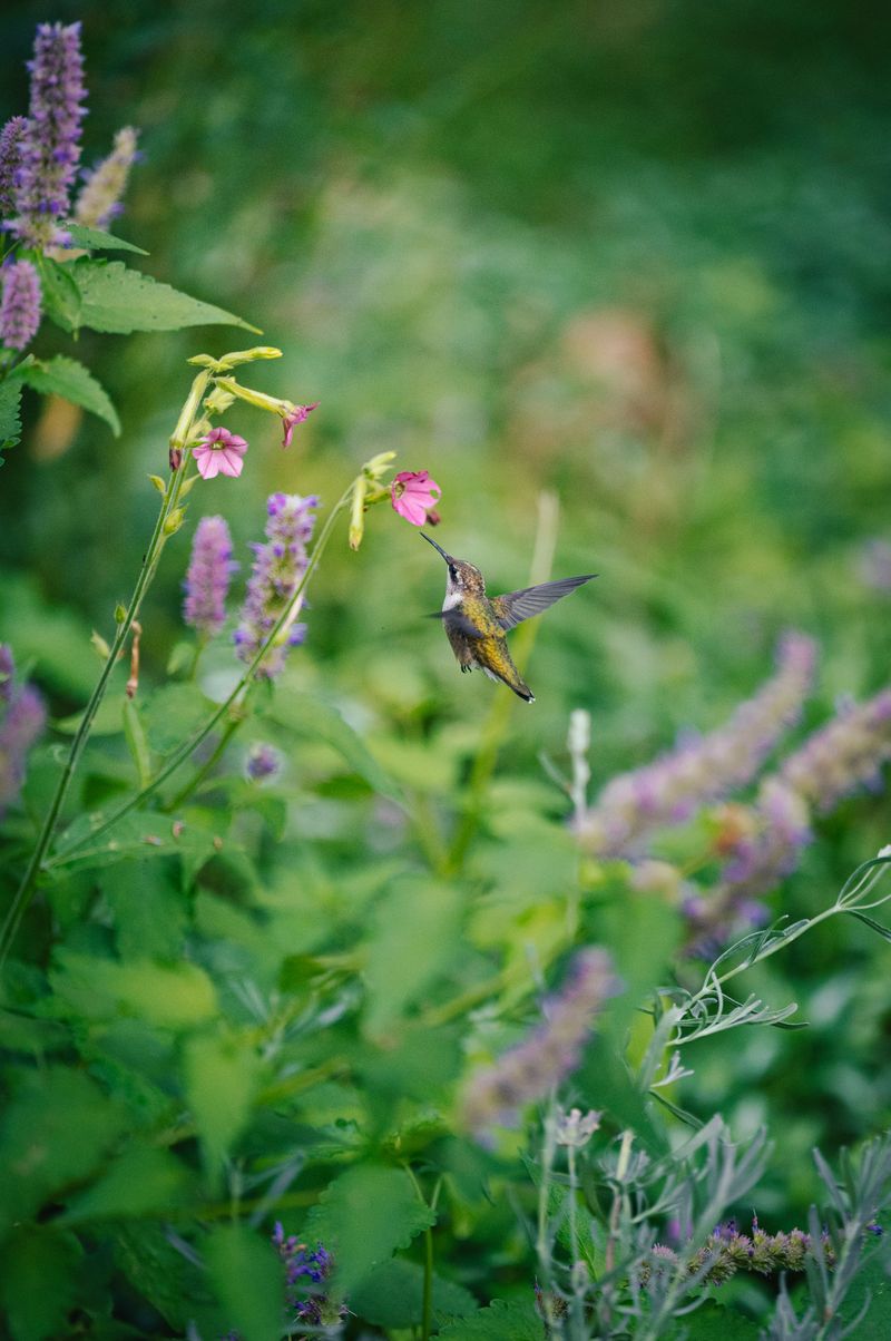 Hummingbird Mint