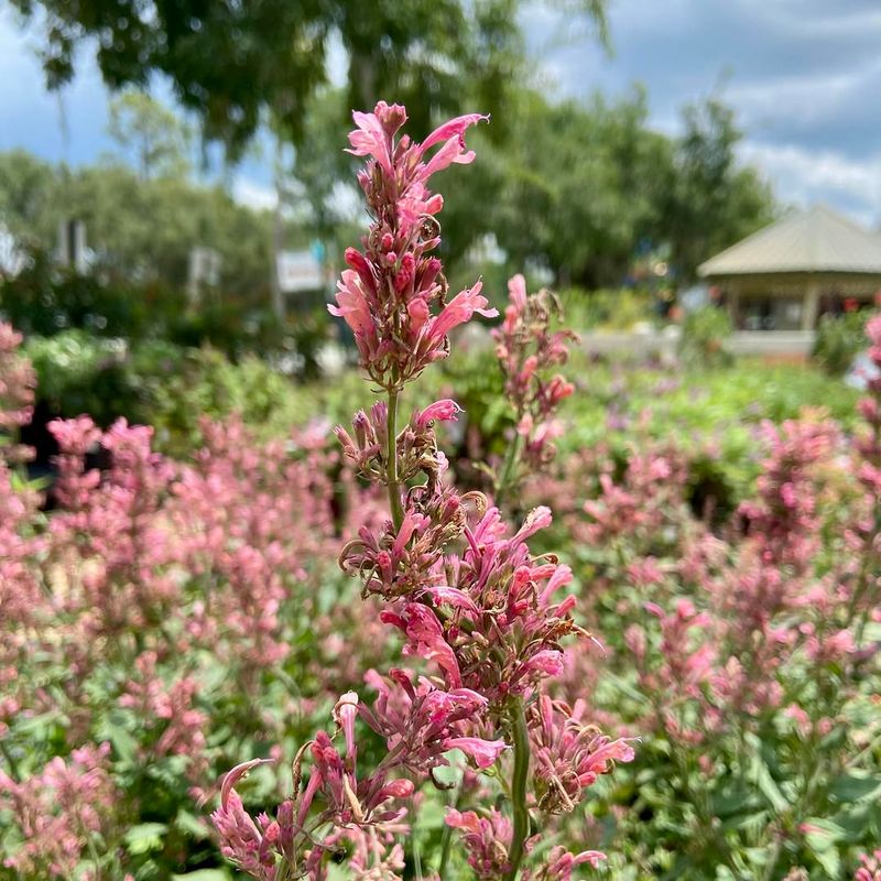 Hummingbird Mint Handles Heat With Far Less Fuss