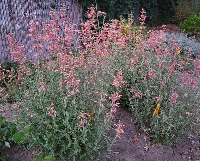 Hummingbird Mint 