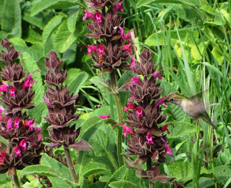 Hummingbird Sage Covers Soil Without Getting Woody