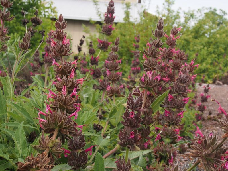 Hummingbird Sage Helps Shade Dry Beds
