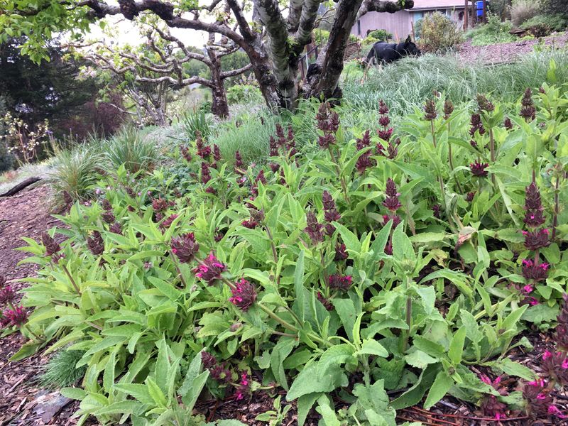Hummingbird Sage Works Beautifully In Dry Shade