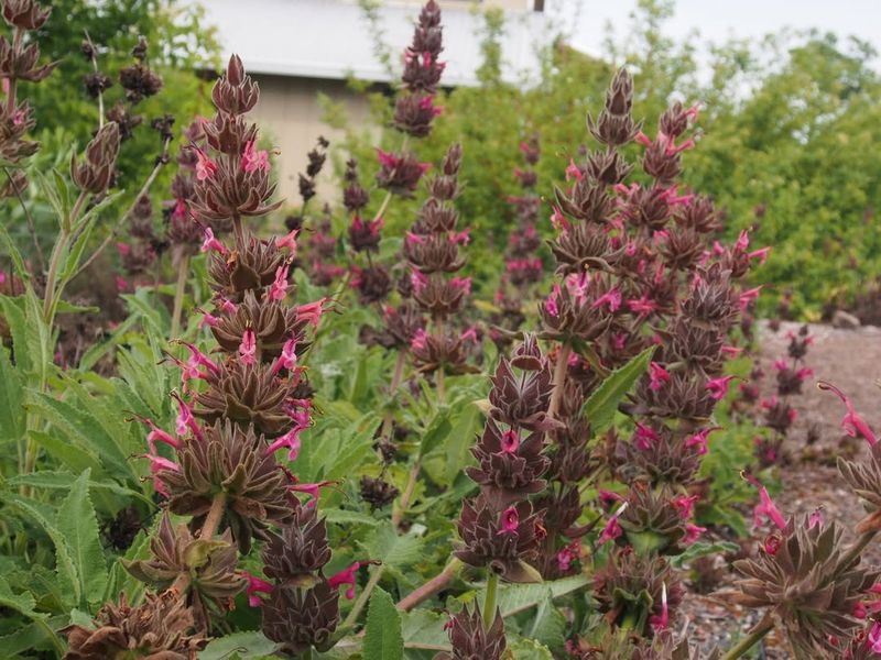 Hummingbird Sage Works In Dry Shade