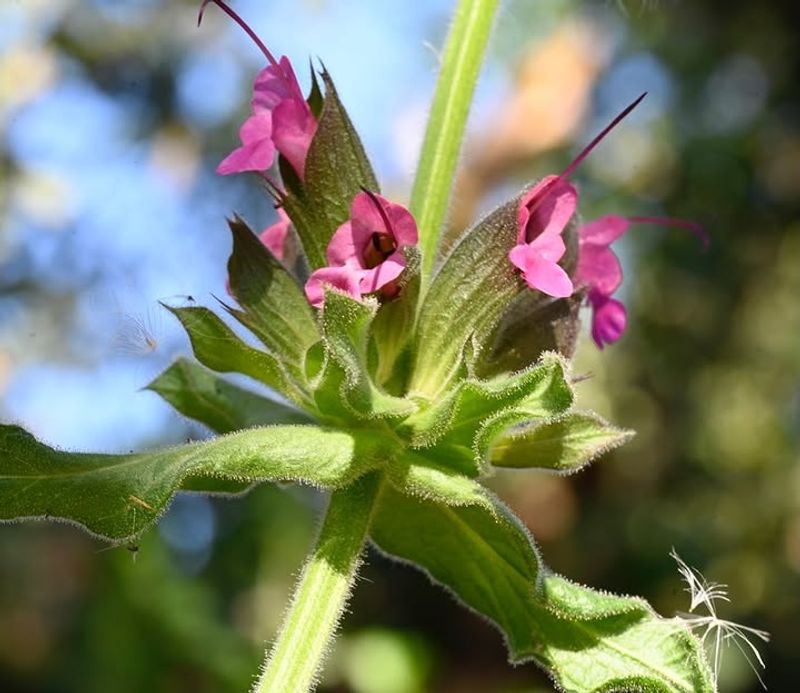 Hummingbird Sage