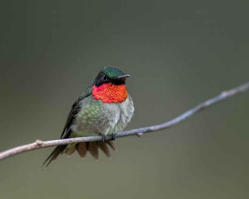 Hummingbird Species You're Likely Seeing In Missouri
