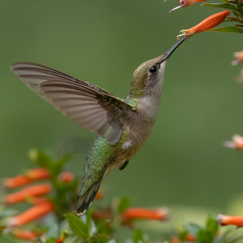 Hummingbirds Hummingbirds