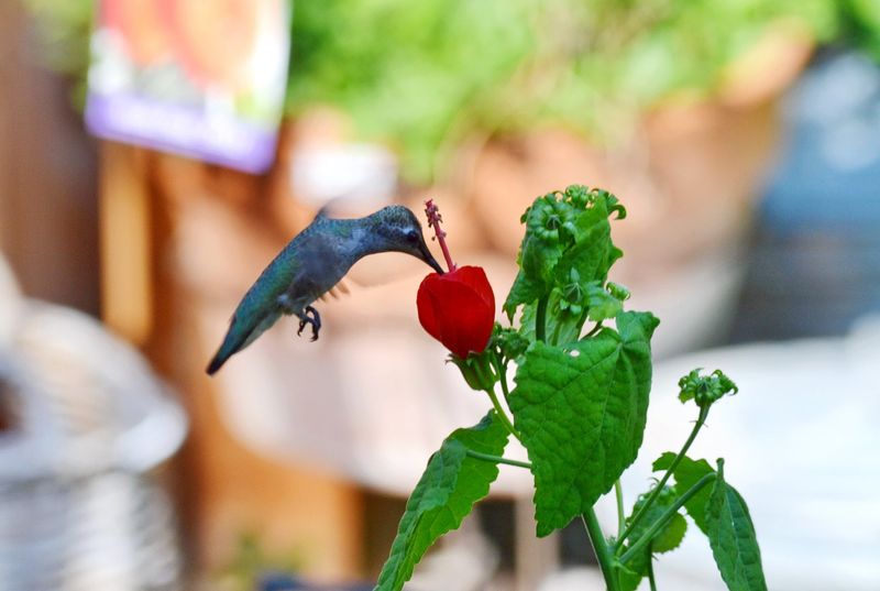 Hummingbirds Absolutely Love It