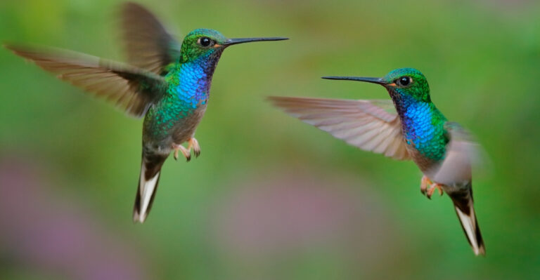 Hummingbirds And The Surprising Reasons They Stop Coming Around