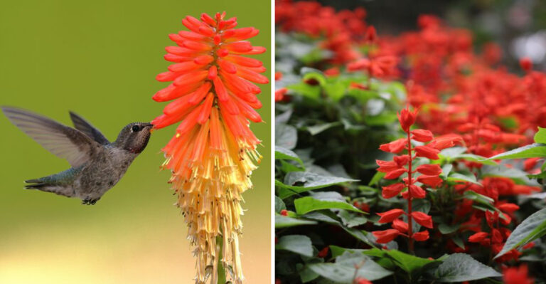 Hummingbirds Love To Come Back To These Nectar-Rich Summer Flowers