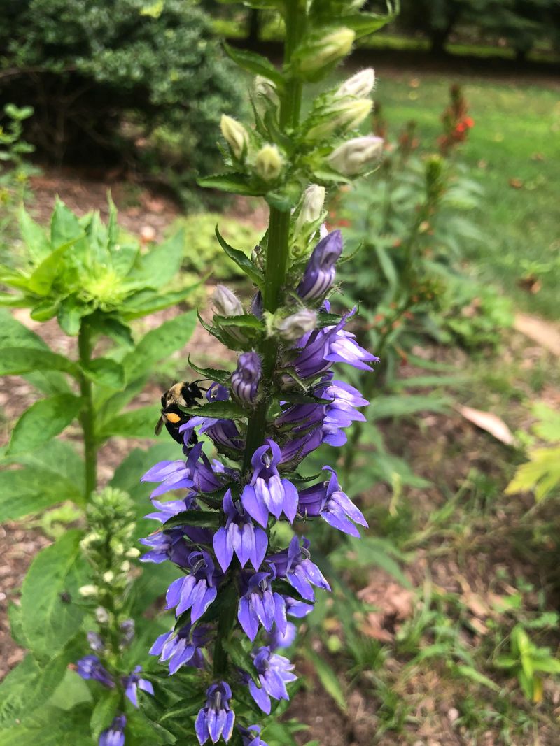 Hummingbirds Love Tubular Flowers