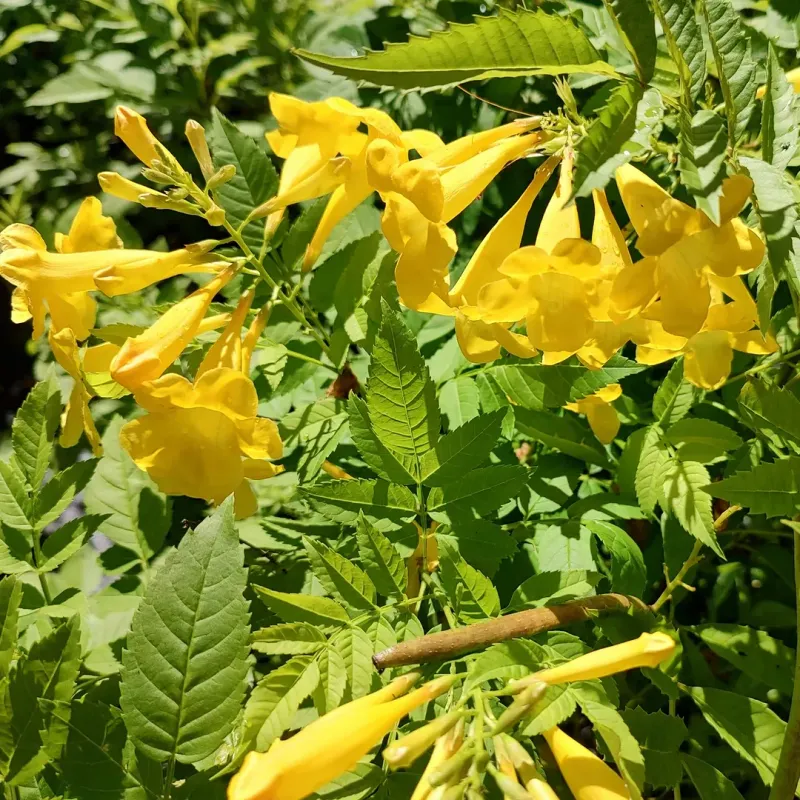 Hummingbirds Visit The Blooms Often