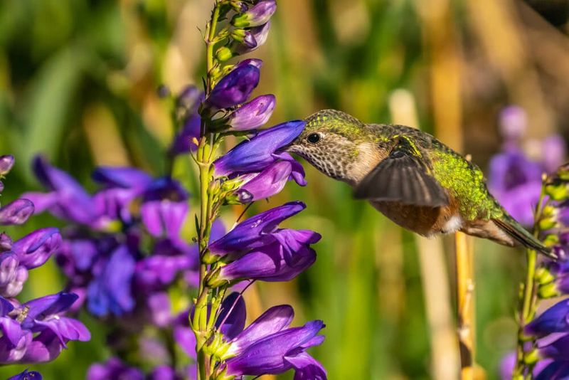Hummingbirds Visit The Tubular Blooms