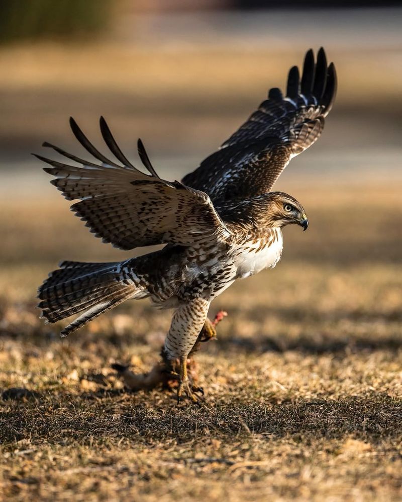 Hunting For Prey Hunting For Prey
