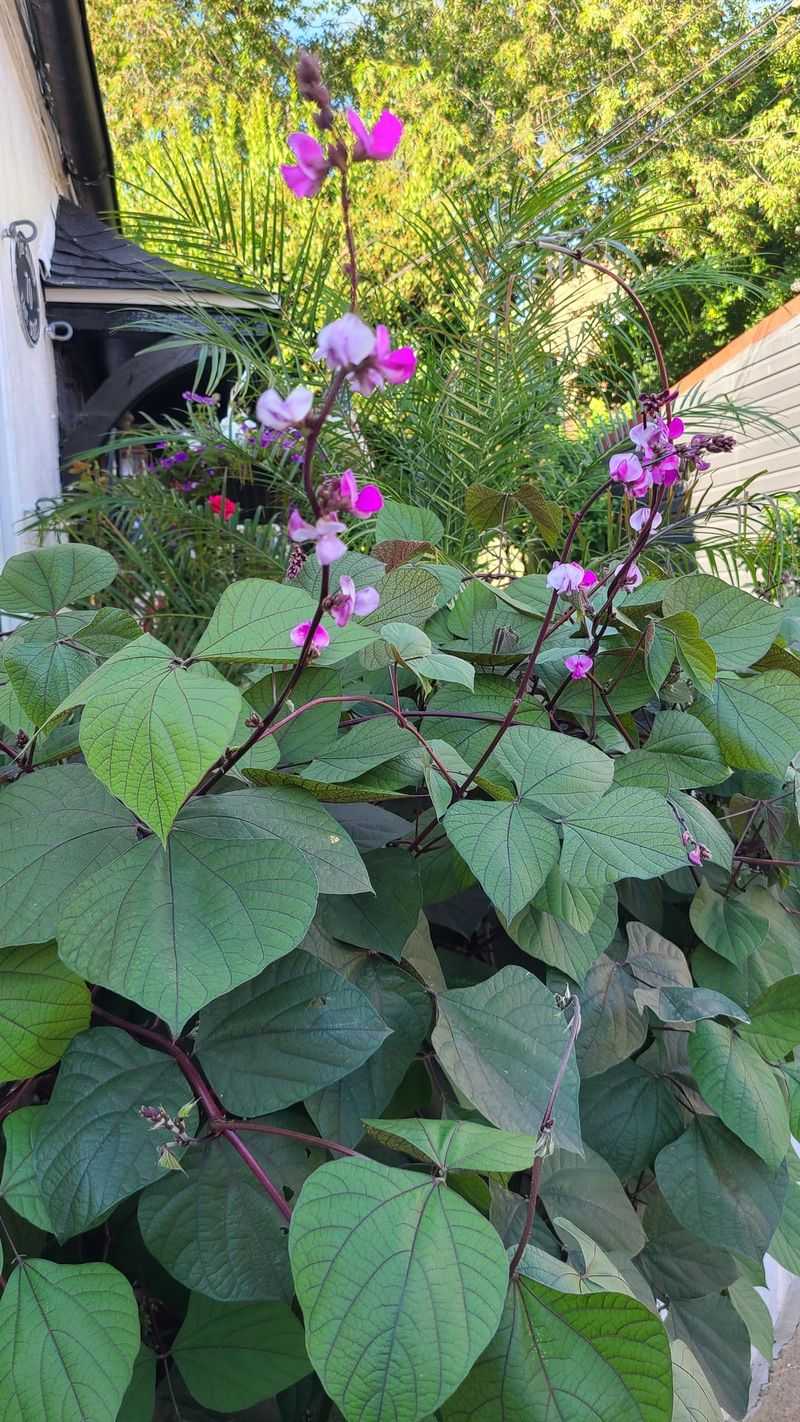 Hyacinth Bean Quickly Changes The View Hyacinth Bean Quickly Changes The View