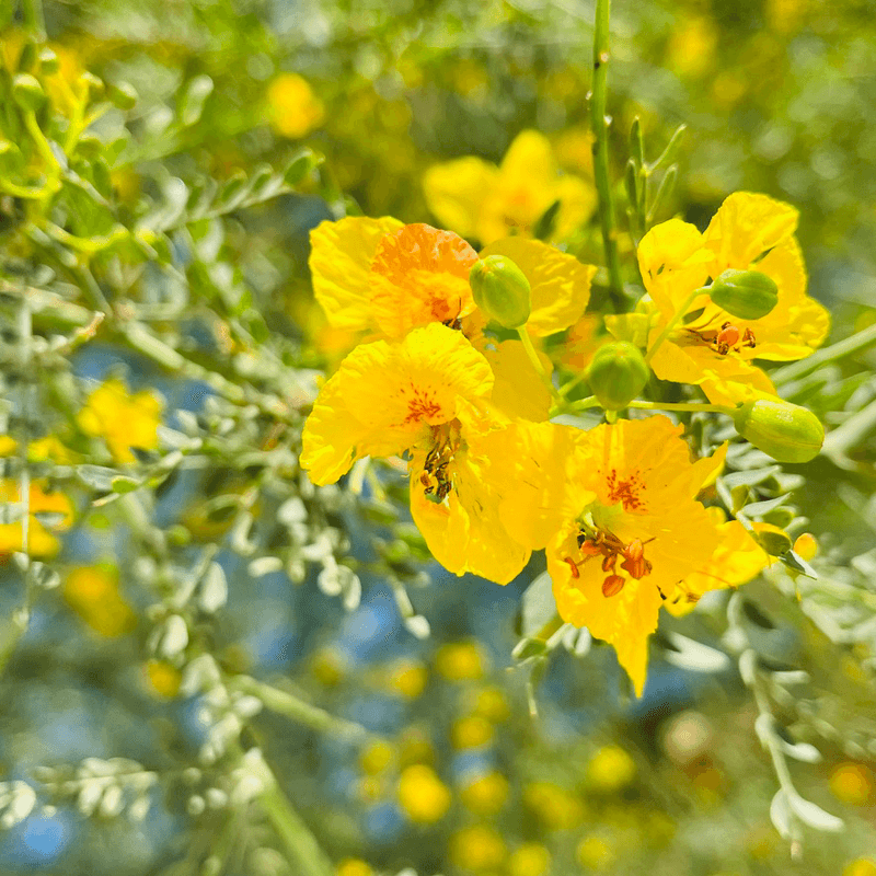 Hybrid Palo Verde Brings Bright Color And Light Shade
