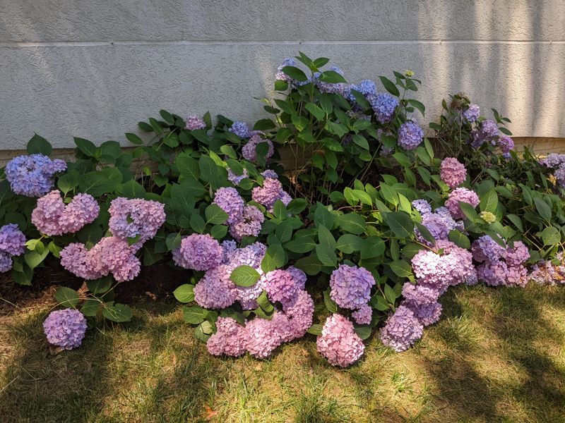 Hydrangeas Can Droop Over Paths When Blooms Get Heavy