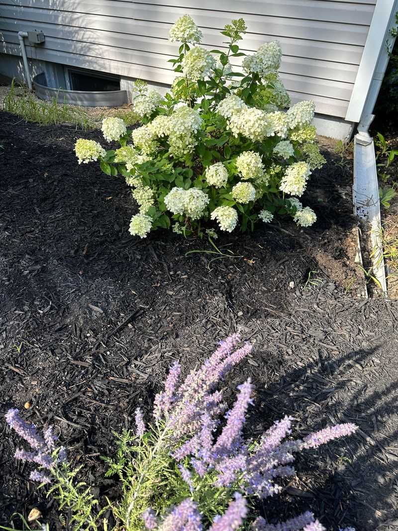 Hydrangeas Fill Bare Corners Fast