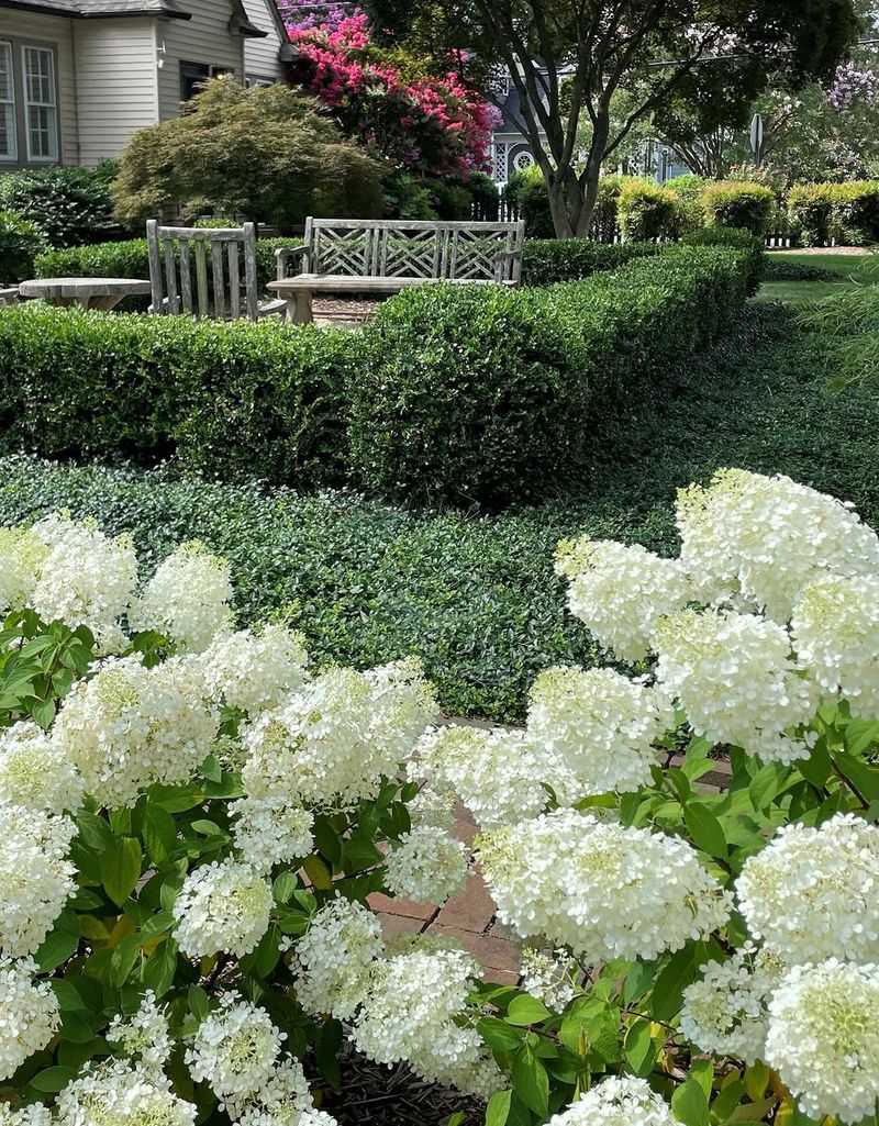 Hydrangeas Make Foundation Beds Feel Softer And Fuller
