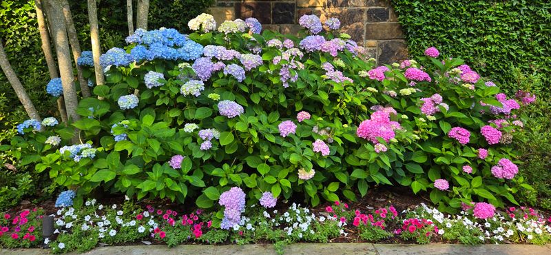 Hydrangeas Need Extra Protection Hydrangeas Need Extra Protection